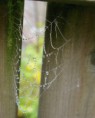 /album/kattas-blandade/spindelnat-2webb-jpg/